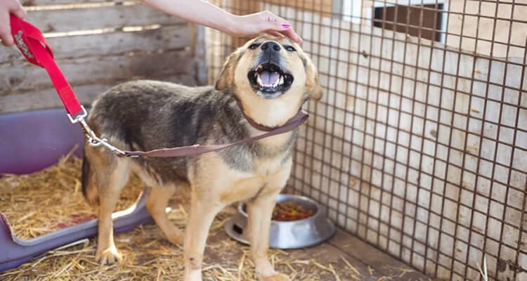 adopter un chien