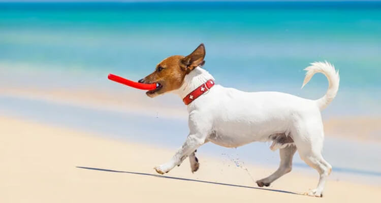 adopter un chien