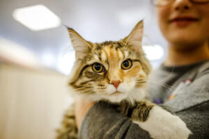 adopter un chat