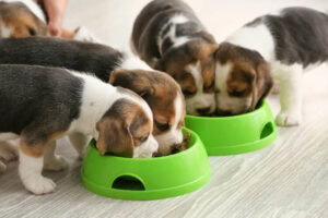 alimentation du chiot