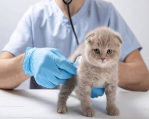 maladies de chat