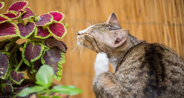 maladies de chat