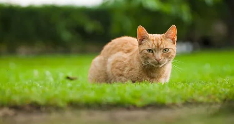 chat mâle stérilisé