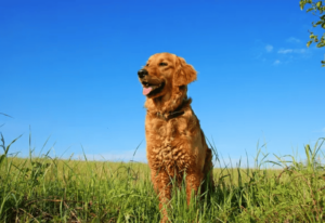 Chien pris en flagrant délit