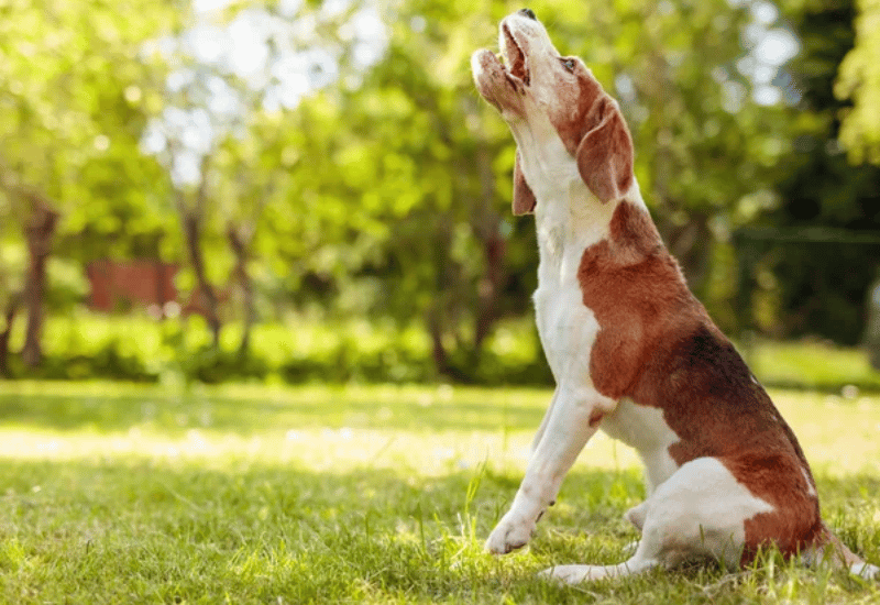 Anxiété de la séparation chez le chien