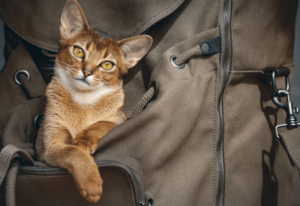 voyager avec ou sans chat