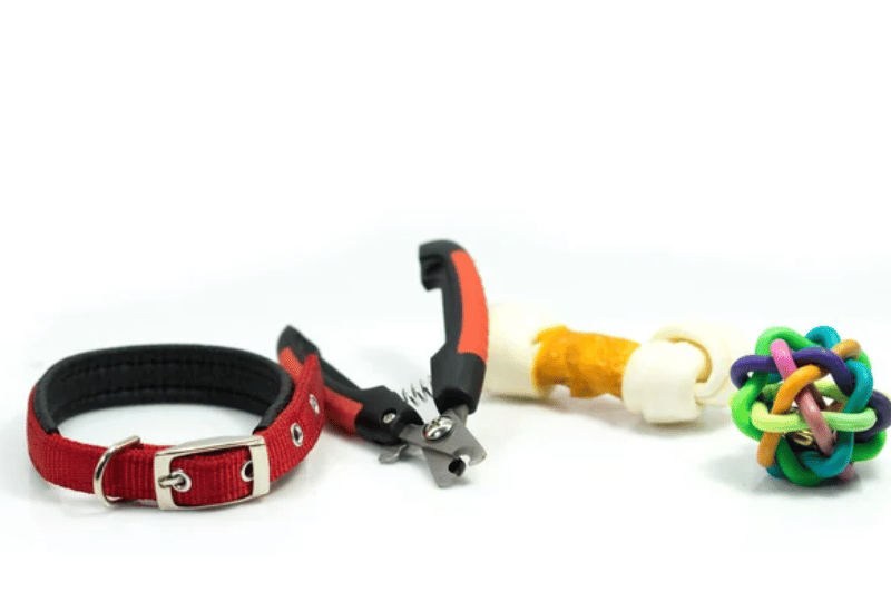 Exercice pour chien : comment stimuler son bien-être 2 Exercice pour chien