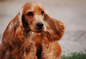 Un chien Cocker apporte du bonheur aux pensionnaires d’une maison de retraite de La Selle-sur-le-Bied Un chien Cocker apporte du bonheur aux pensionnaires