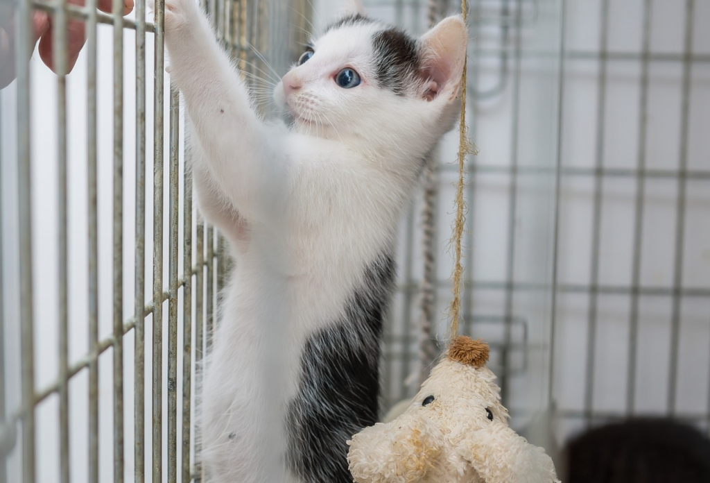 Arche à Chat : un accueil sûr pour chatons abandonnés à Linars