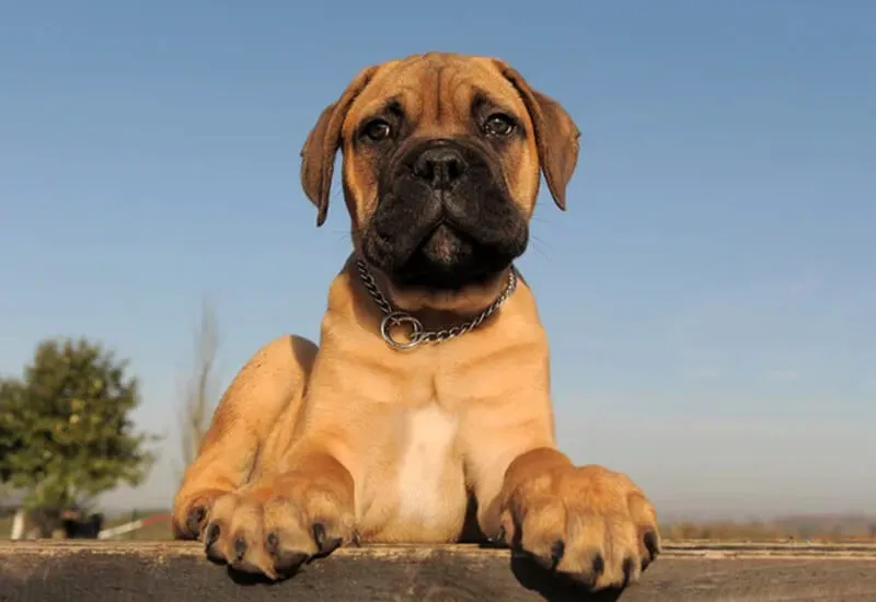 Mastiff