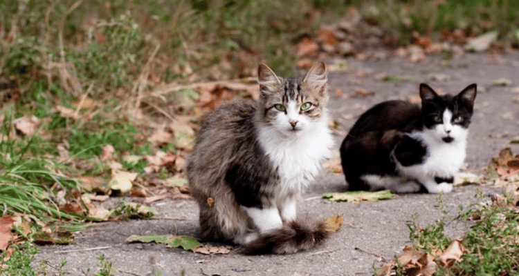 stress chez le chat