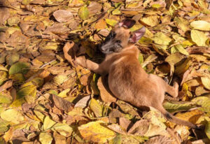 chien de race malinois secouru par les pompiers