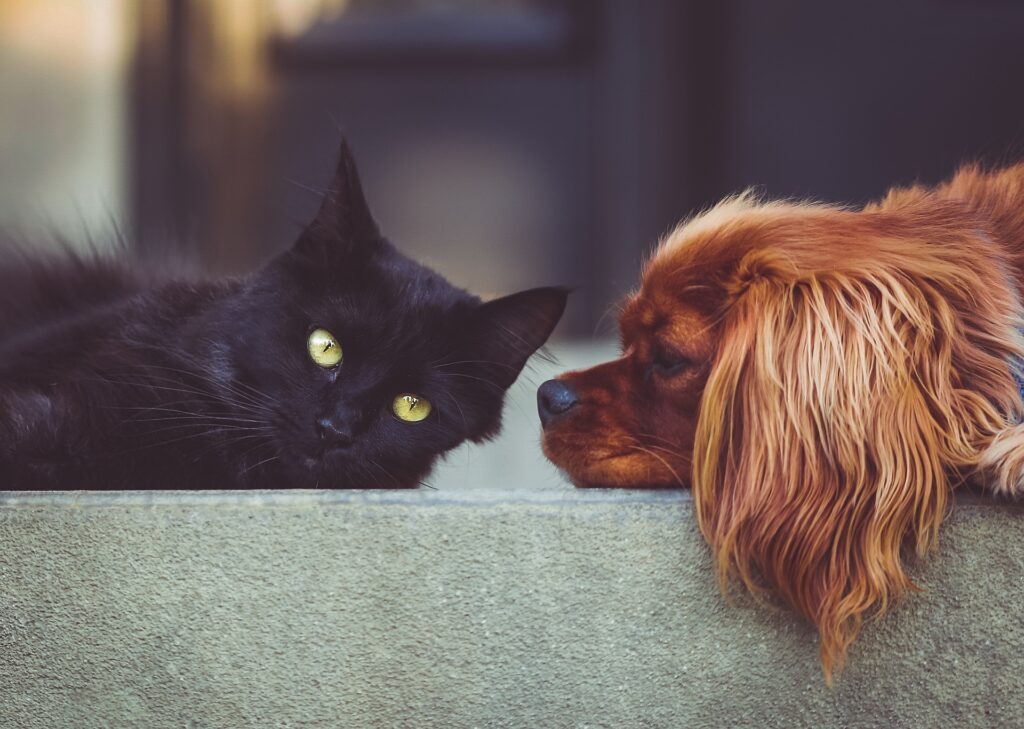 Adoptions d'animaux de compagnie