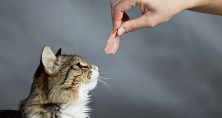 premiers soins pour chats