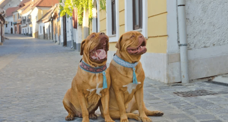 amendes propriétaires chiens