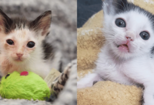 Un chaton en situation de maigreur extrême se transforme entre les bras de sa bienfaitrice (vidéo) chaton de 10 semaines