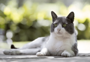 chat de La Rochelle