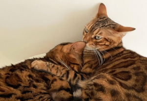 chat réclame une sœur féline