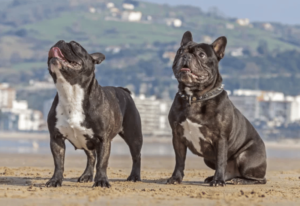 chiens à nez plat