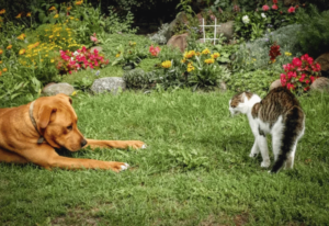 chien chat jardin