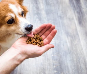 bien-être animal malgré augmentation croquettes