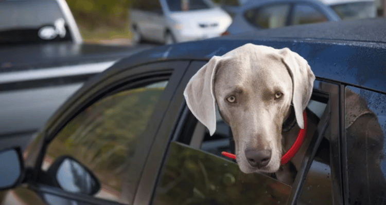 précautions pour voyager en voiture avec chien