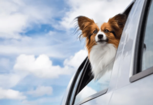 précautions pour voyager en voiture avec chien