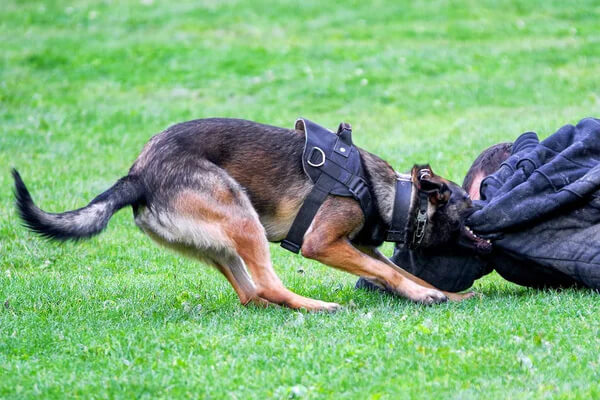 chiens policiers