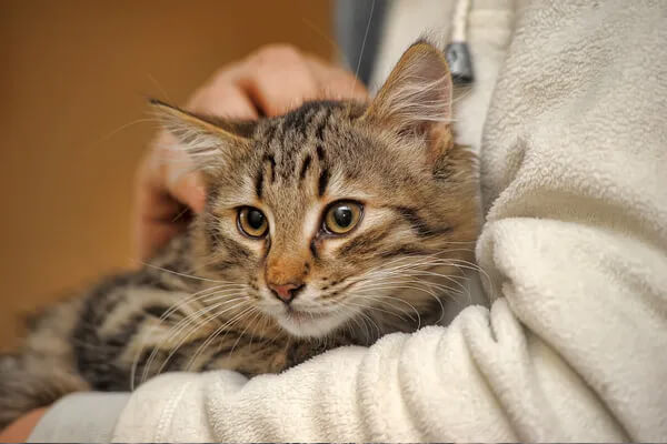 Chat piégé jusqu'à la mâchoire