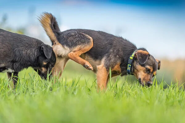 chiens policiers