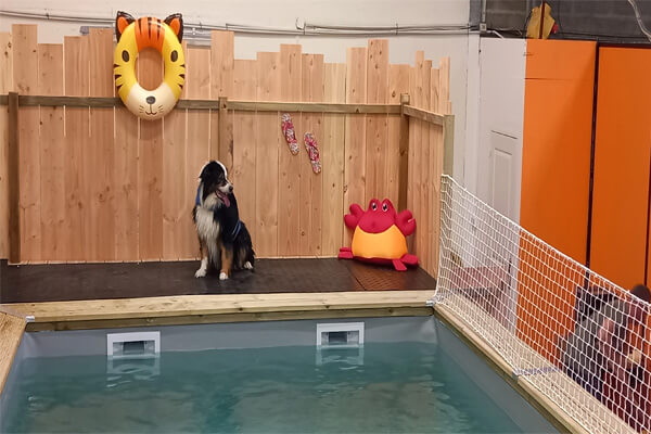 piscine pour chiens