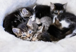 famille d'accueil pour chaton
