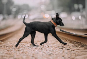 chien démarche anormale