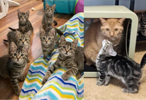 Affectueux et attentionné : Jasper, le chat qui assure en tant que babysitter pour 6 chatons du refuge chat babysitter