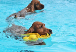 piscine pour chiens