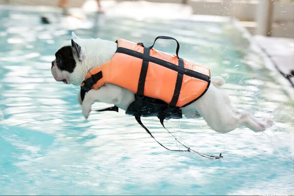 piscine pour chiens