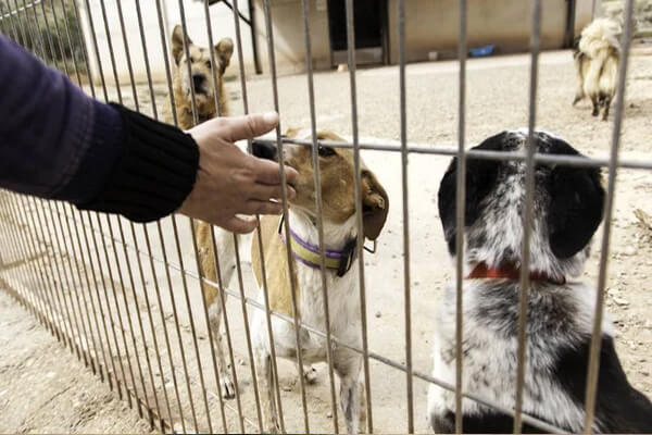 garde animaux compagnie pendant vacances