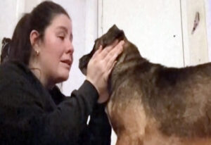 adoption chien Kelly