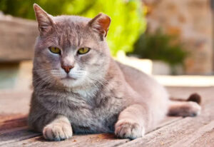 Chat qui marque son territoire