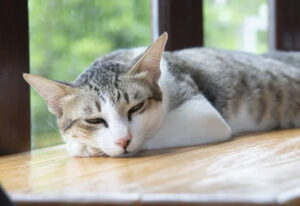 chat léthargique