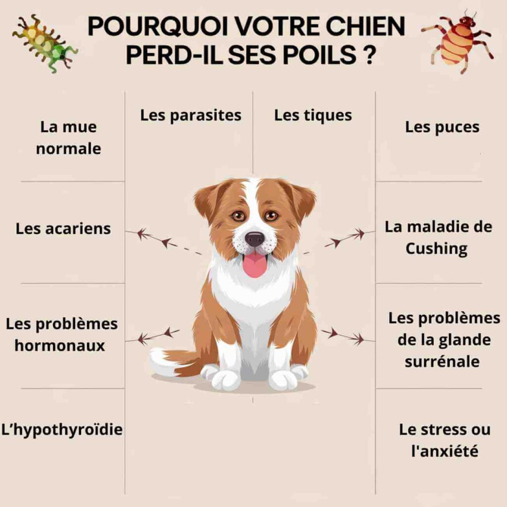 Mon chien perd ses poils 