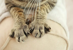 griffes de chat