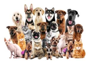 législation de l'UE sur le Bien-être animal