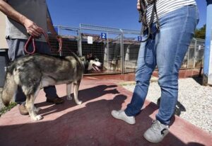 Surpopulation dans les refuges pour animaux
