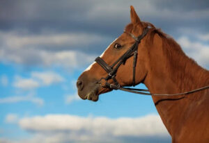 mon cheval a peur