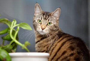 troubles du comportement du chat âgé
