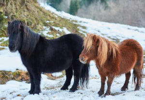 mon cheval a le poil
