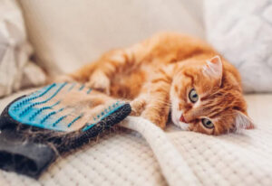 perte de poils chez le chat