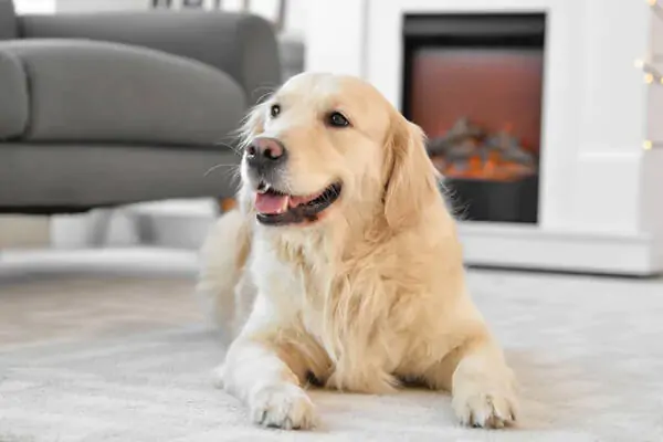 dysplasie hanche chien
