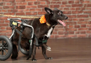 dysplasie hanche chien